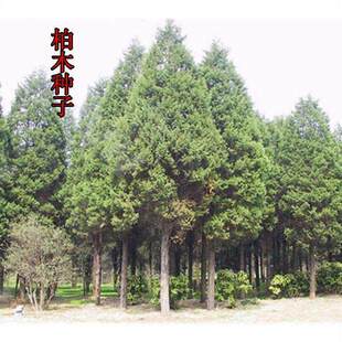 出售当年新采林木种子  柏树 香扁柏 柏木种子垂丝柏 璎珞柏种子