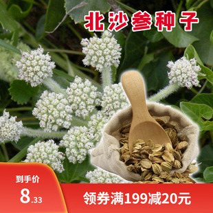 中药材种籽沙参种子散装新鲜北沙参四季苗南沙参种籽南沙参种子苗