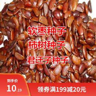 柿树种子君迁子种子黑柿子软枣种籽嫁接柿籽树核桃树砧木子野柿子