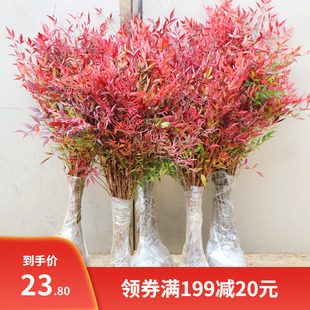 火焰南天竹子树苗盆栽庭院植物南天竺蓝天竹盆景室外耐寒绿化苗木