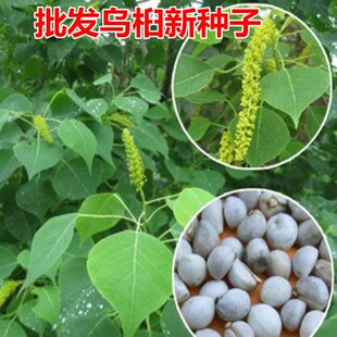 新采乌桕种子腊子树种子山乌桕种子桕子树木子树四季播种林木种籽