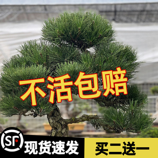 黑松新采松树种子 黄山松迎客松马尾松白皮松五针松油松雪松种子
