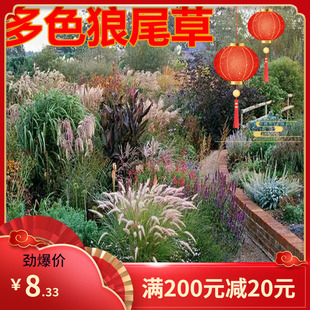 狗尾巴草种子 猫尾草种子 护坡观赏紫穗羽绒长毛兔尾狼尾草种子
