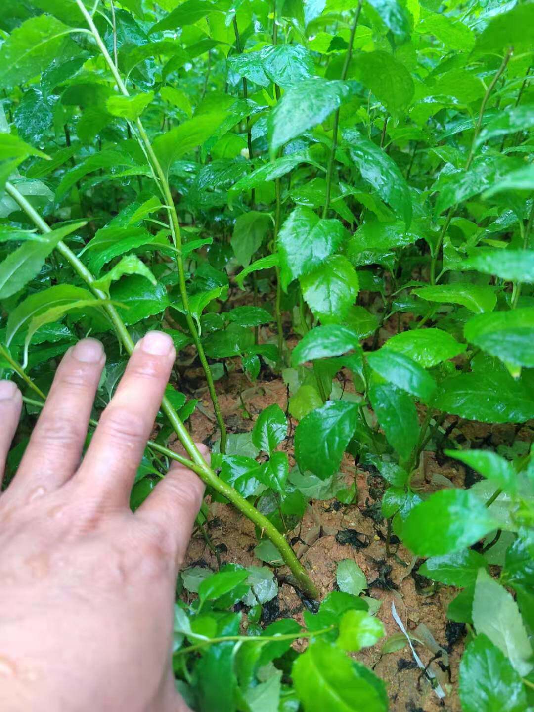 岗梅种子常绿小灌木凉茶点称星土甘草山梅根天星木秤星树种子