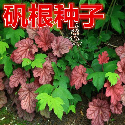 矾根种子 盆栽花种子 进口 珊瑚玲种子 彩叶草种子 地被植物
