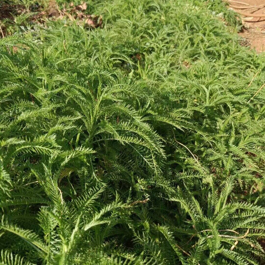 蓍草种子锯齿草蜈蚣蒿中草药材耐寒耐旱喜湿一年生草本植物种籽