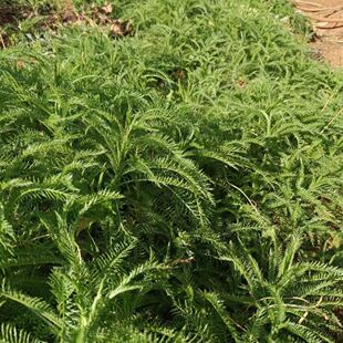 蓍草种子锯齿草蜈蚣蒿中草药材耐寒耐旱喜湿一年生草本植物种籽