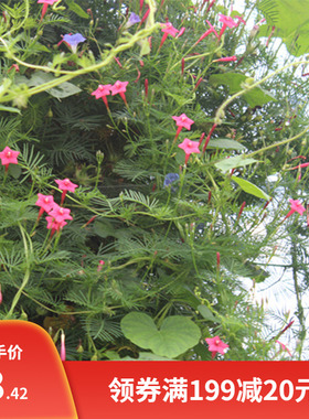 爬藤植物种子 羽叶茑萝 五角星花春夏播庭院篱笆阳台盆栽易活花卉