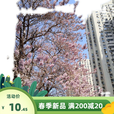 泡桐种子 泡桐树种子 白花泡桐种子 兰考泡桐树种子