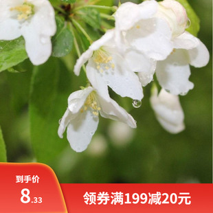 山丁子种子林荆子山定子嫁接苹果优良赏价蜜源品种山荆子林木种籽