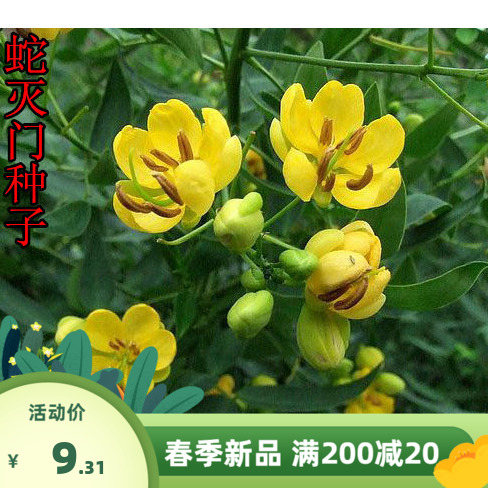 驱蛇奇花驱虫驱蚊草种子灭蛇草蛇灭门种子 庭院阳台盆栽四季种植