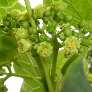 麻疯树种子苗木种子麻风树种子 桐油树种子能源树柴油树 林木种子