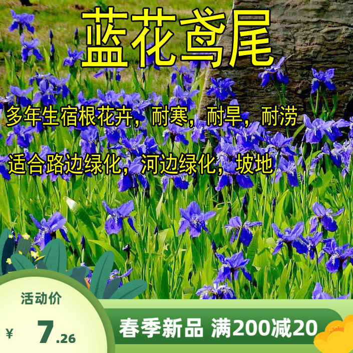 蓝花鸢尾种子蓝蝴蝶扁竹花德国鸢尾鸢尾花扁担花种子耐湿耐阴宿根