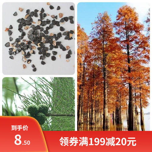 林木种子杉木种子刺杉种子沙树杉树水杉柳杉冷杉落羽杉油杉种子