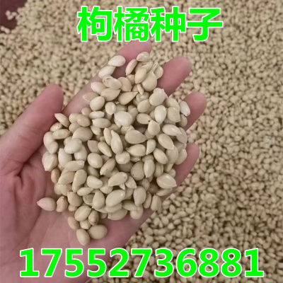 新采枸橘种子枳壳种籽子枸桔积壳苗嫁接砧木香橙红橘桔围墙篱笆籽