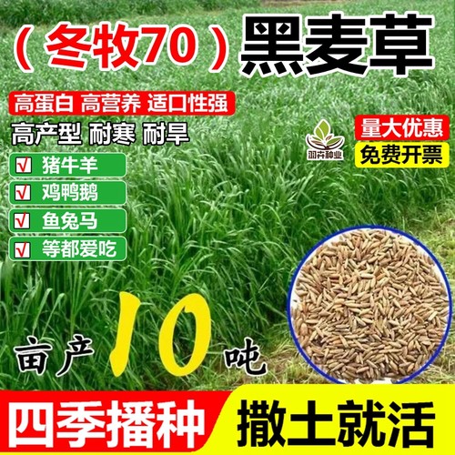 冬牧70黑麦草草籽四季高产耐寒牧草种子畜牧养殖草种鸡鸭牛羊鱼草