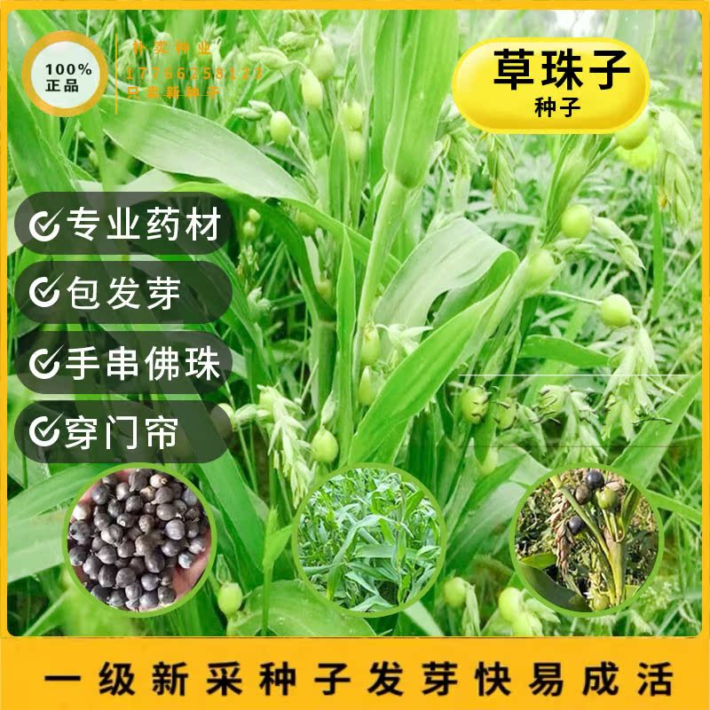 草珠子种子野生圆形薏苡草菩提薏珠子玩耍散珠手串手链门帘佛珠子