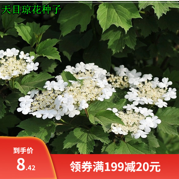 新籽中草药种子 天目琼花种子 鸡树条荚蒾 鸡树条 佛头花树种子