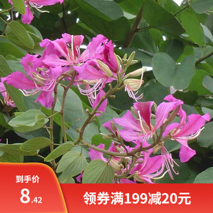 羊蹄甲种子 红花洋蹄甲香港洋大花紫荆臭椿青果广玉兰小杜英种子