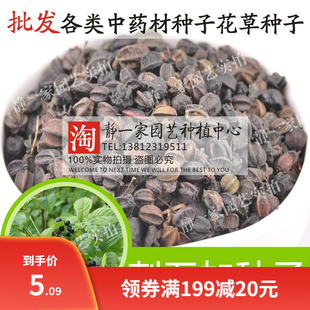 中药材散装刺五加种子 五加皮 刺拐棒坎拐棒子老虎潦 榨油 制肥皂