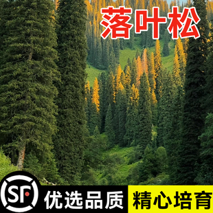 优质林木种落叶松种子日本落叶松种子黄花松种四季长绿树种子