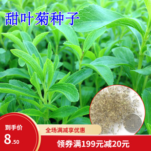 甜叶菊种子甜菊香草种子 甜菊叶花草茶 阳台花卉种子原生纯种高档