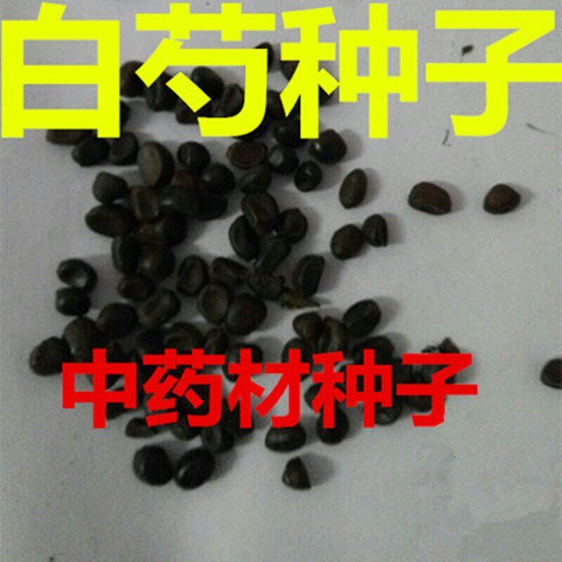 新白芍种子 白芍籽 白芍药种子赤芍种子 材籽散称试种红花