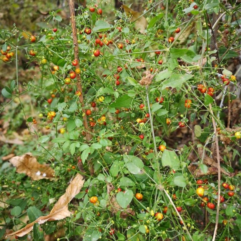 茜草种子种苗草花种子红龙须根地苏木爬藤植物四季南北方种植观赏,鲜花速递/花卉仿真/绿植园艺,种苗/半成品盆栽,淘宝优惠券,粉丝福利购,淘宝优惠卷