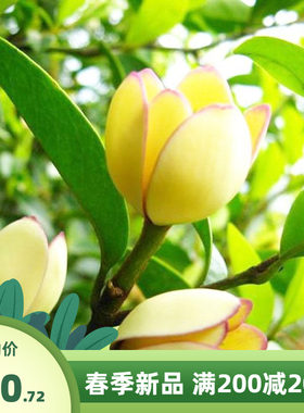 新采摘乐昌含笑种子含笑花梅山节子白兰花唐黄心树香蕉花红心含笑