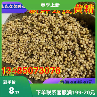 黄精种子耐寒鸡头黄精老虎姜鸡爪参爪子参四川多花不倒滇黄精种子