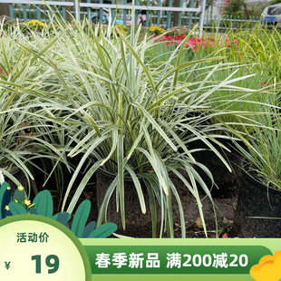 银边细麦冬种子兰花三七多年生花镜植物银边沿阶草庭院观赏草