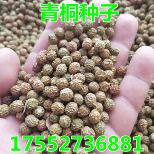 新采青桐种子林木树种梧桐树种子梧桐行道树种灌木林木乔木树种籽