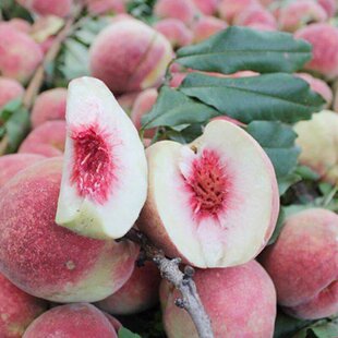 大果晚熟桃树嫁苗接南方北方种植盆栽地栽特大果树脆甜冬桃树果苗