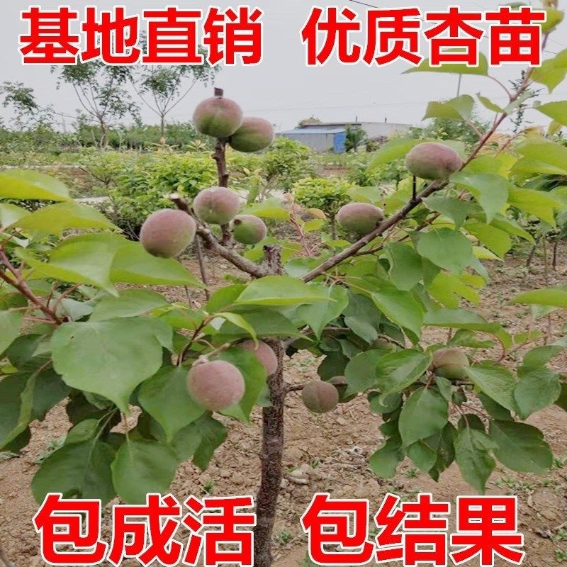 金太阳杏树苗美国大甜杏苗嫁接苗珍珠油杏子苗盆栽地栽果树苗包活