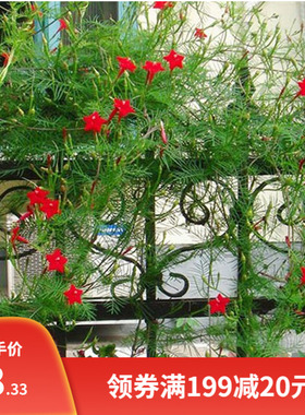 羽叶茑萝种子四季开花庭院爬藤攀援植物五角星牵牛花种孑花卉种籽