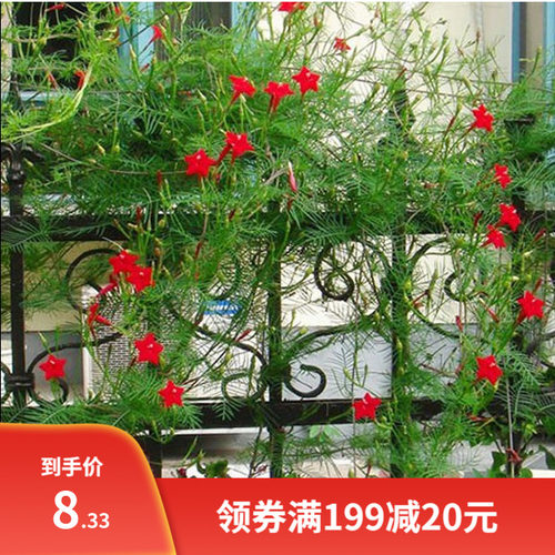 羽叶茑萝种子四季开花庭院爬藤攀援植物五角星牵牛花种孑花卉种籽