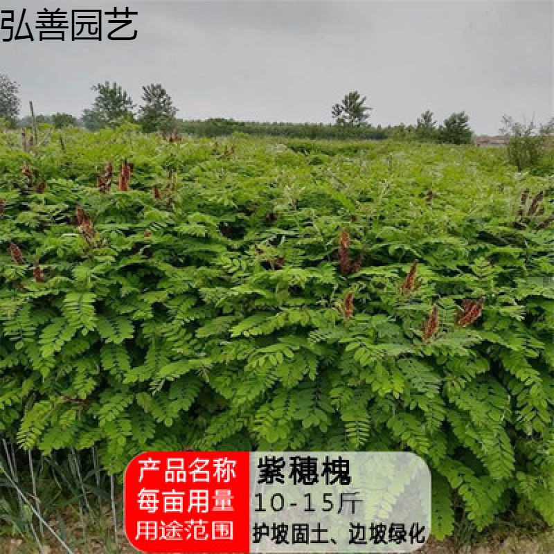 护坡灌木种子紫穗槐刺槐多花木兰胡枝子小冠花葛藤复绿绿化草