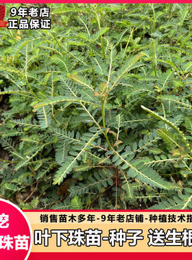 新采摘材叶下珠种子叶下珠种籽龙珠草种子夜合草珍珠草苗珠仔
