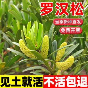 罗汉松种子黄山松盆景松华山松黑松种子造景松树常绿植物马尾松籽