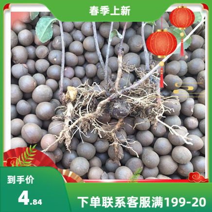 正宗早春龙井碧罗春白茶红茶籽茶叶种籽绿茶正山小种种类茶树种子