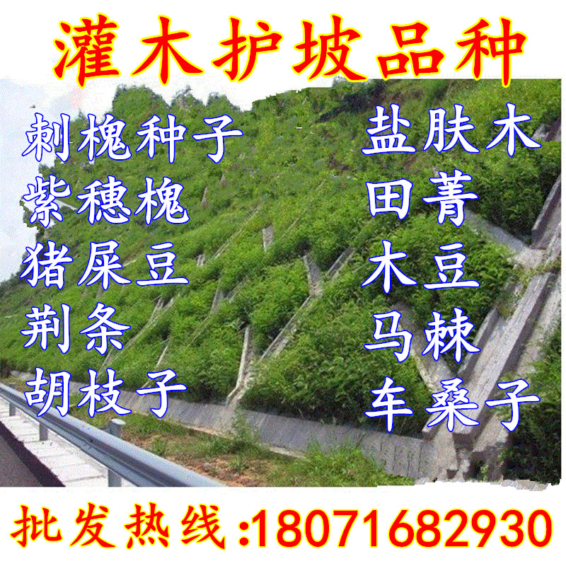 护坡灌木紫穗槐树种子洋槐胡枝子车桑子银合欢猪屎豆木豆刺槐种子