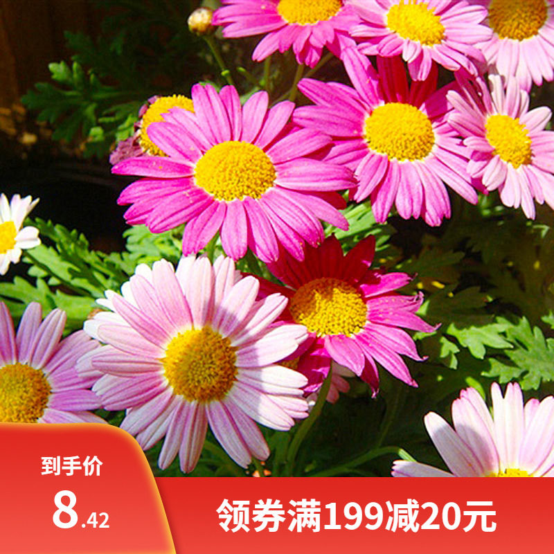 玛格丽特花茼蒿菊种子混色木春菊种子四季易种花籽木茼蒿种子包邮图片
