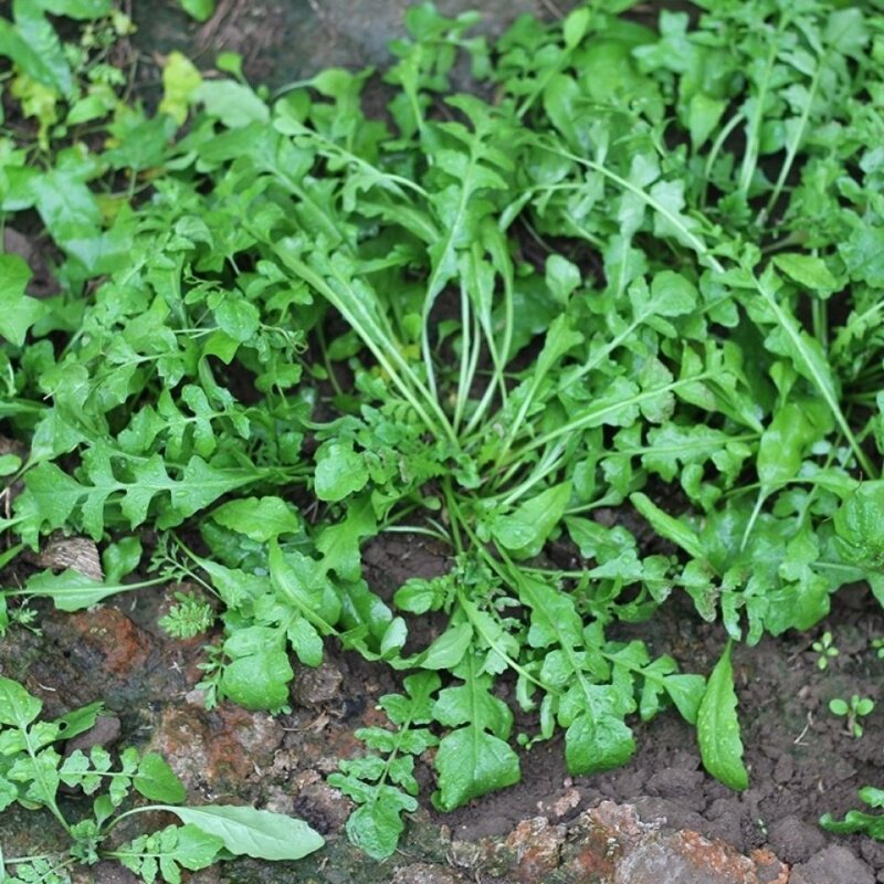 野生荠菜种子大叶小叶食用荠菜苗种籽四季可种易活高产蔬菜