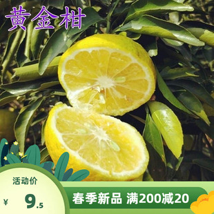 柑桔树苗橘子 黄金果桔柑子树苗可盆树地栽当年结果   黄果栽果苗