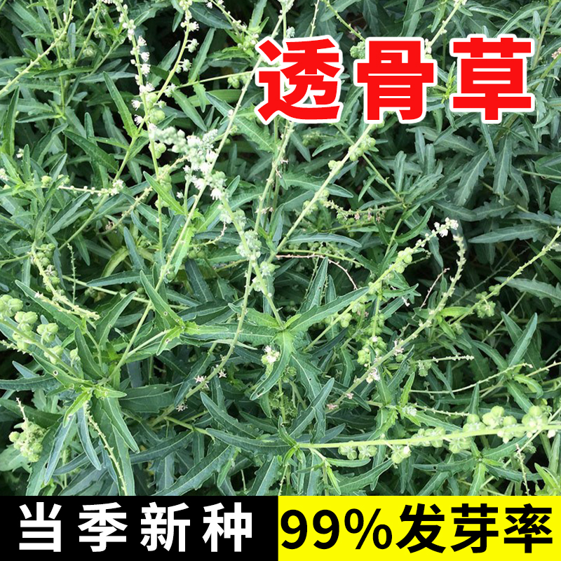 透骨草种子 珍珠透骨草籽 散装野生中药材中草药春季药材种子包邮