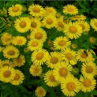 散装黄菊花种子 食用泡茶 贡菊 野生小杭白菊花野菊花种子野菊花