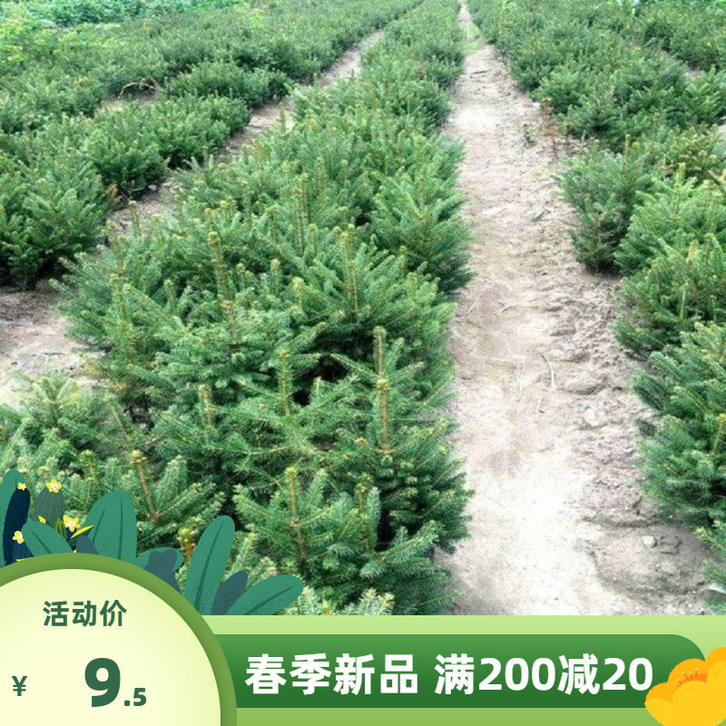 新采云杉种子 克罗拉多蓝杉种子  茂县云杉杉树种子 绿化盆景
