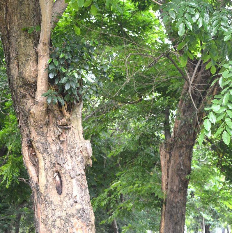 新采紫檀种子 免运费 印度小叶紫檀树种子 檀香树种子