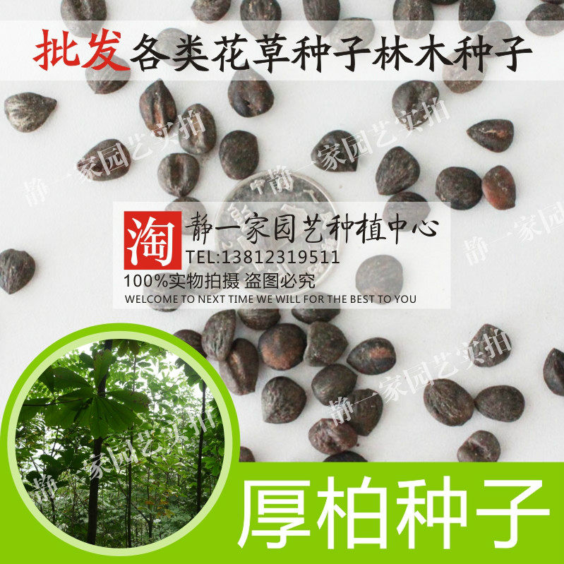 厚柏种子重皮赤朴种子烈朴川朴紫油厚柏林木种子包邮绿化造林