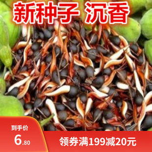 沉香种子 海南沉香 沉香树苗 白木香种子 奇楠沉香种子发芽率高